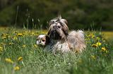 SHIH TZU 259